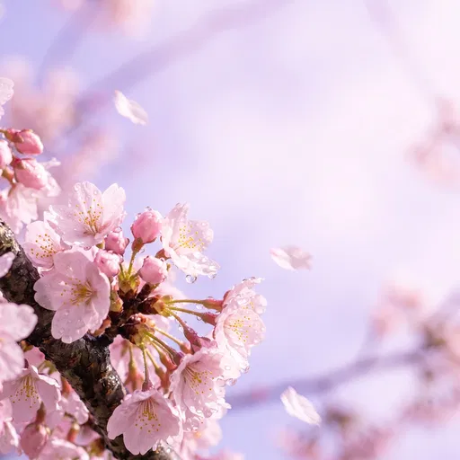 Pink Cherry Blossoms With Dewdrops in Spring
