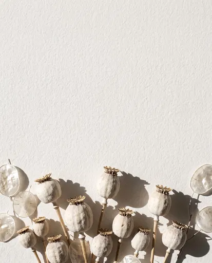 Dried Poppy Pods on Textured Paper