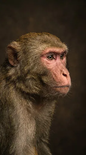 Studio Portrait of Rhesus Macaque Monkey