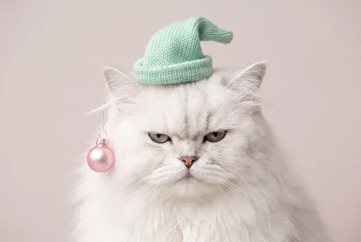 Grumpy White Cat in Christmas Elf Hat