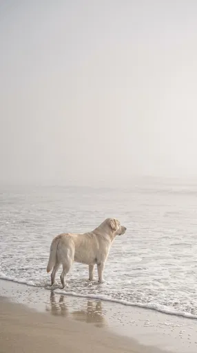 Yellow Labrador on Foggy Beach