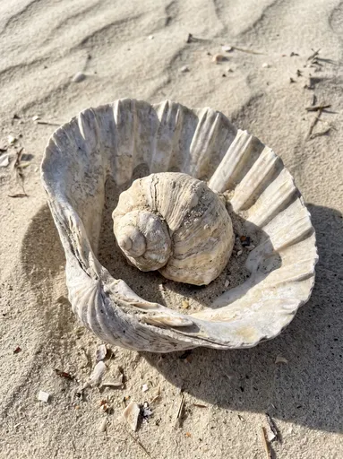 Weathered Shells Nested on Beach Sand