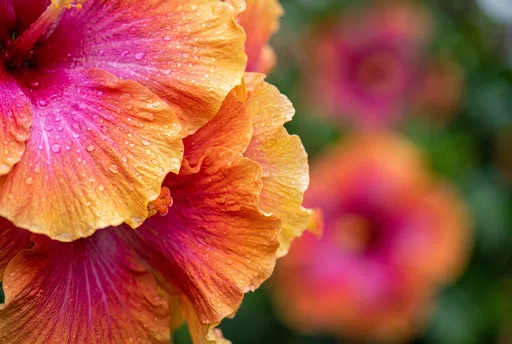 Wet Tropical Hibiscus Petals Macro