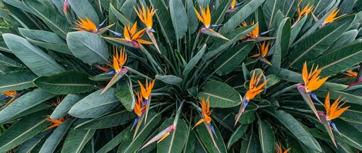 Overhead View of Bird of Paradise Flowers