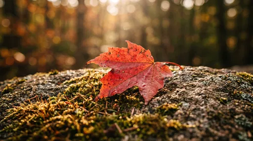 Red Maple Leaf on Mossy Rock