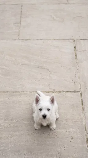White Westie Puppy On Stone Patio