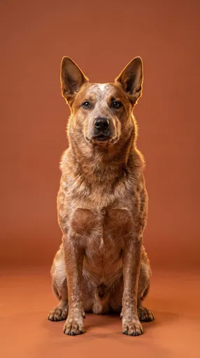 Studio Portrait of Sitting Red Heeler Dog