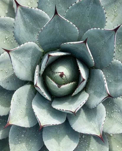 Blue-Green Agave Succulent Rosette Close-Up