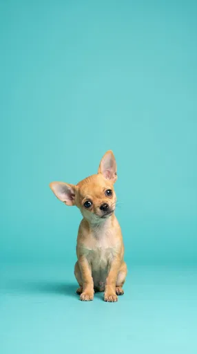 Fawn Chihuahua Puppy on Turquoise Background