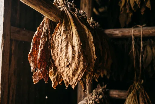 Dried Tobacco Leaves Hanging in Barn