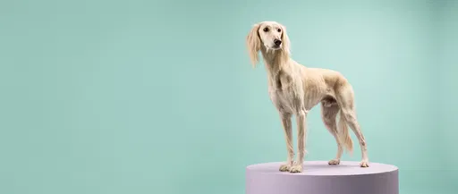 Cream Saluki Standing on Lavender Pedestal