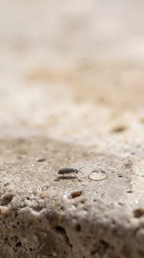 Macro Springtail on Damp Travertine Stone