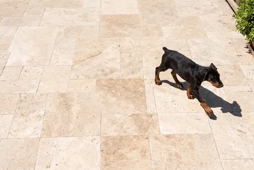 Doberman Puppy Walking on Stone Courtyard