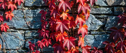 Red Autumn Vines on Slate Wall