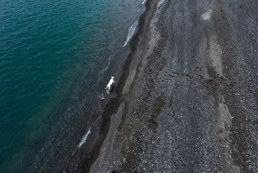 Aerial View of White Dog on Beach