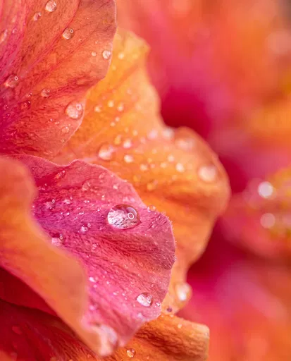 Macro Hibiscus Petals With Water Droplets