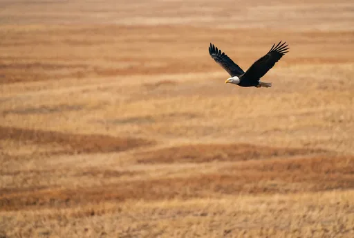 Bald Eagle Soaring Over Golden Grasslands