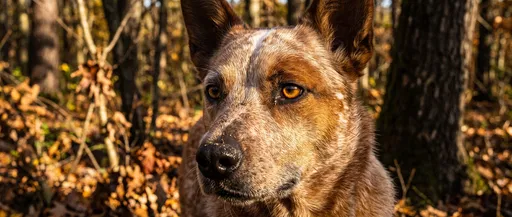 Red Heeler Dog in Autumn Forest
