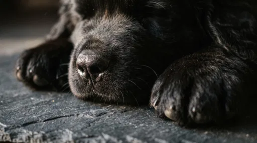 Close-Up of Sleeping Black Puppy Paws