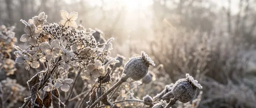 Frosted Dried Hydrangea and Seed Pods