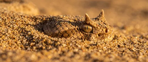 Horned Snake Buried in Golden Sand
