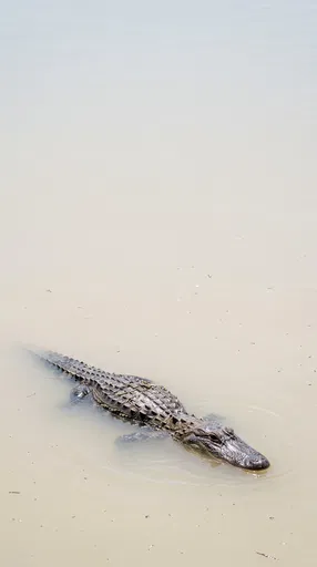Alligator Floating in Pale Calm Water