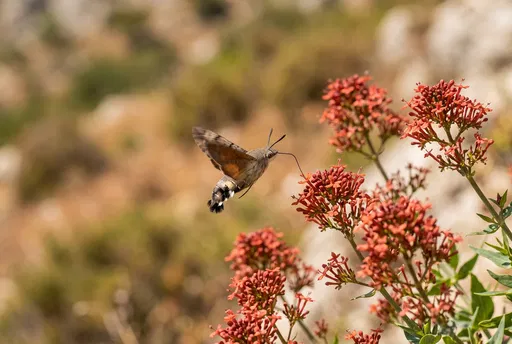 Hummingbird Hawk-Moth Feeding on Red Valerian
