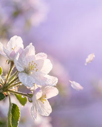 Dewy Apple Blossoms on Lavender Background