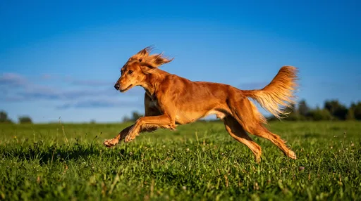 Red Saluki Dog Running in Meadow