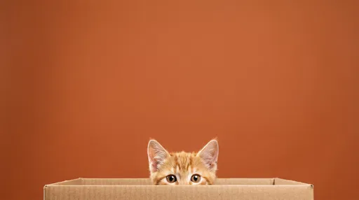 Ginger Kitten Peeking From Cardboard Box