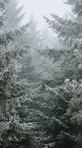 Frosty Evergreen Forest in Winter Fog