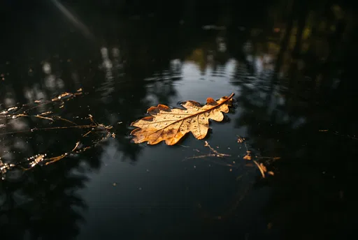 Golden Oak Leaf Floating on Dark Water