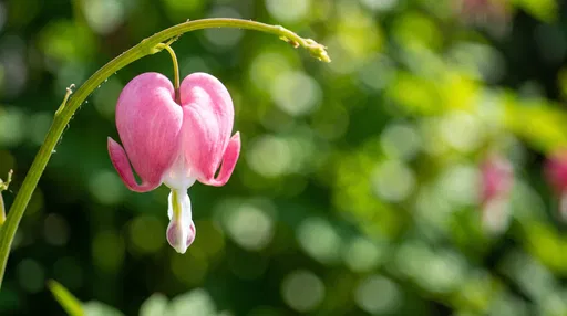 Pink Bleeding Heart Flower Macro
