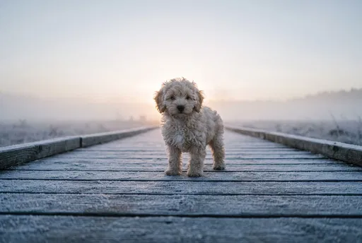Cream Cockapoo Puppy on Frosted Boardwalk