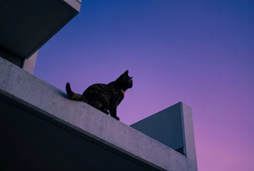 Tortoiseshell Cat on Concrete Ledge at Twilight