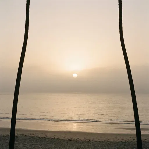 Hazy Sunset Framed by Palm Trunks