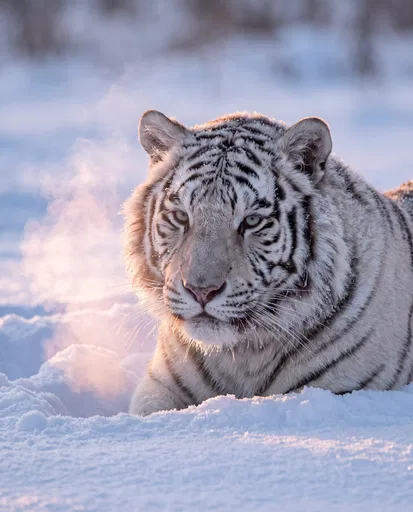 White Tiger Resting in Deep Snow
