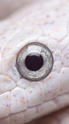 Macro Closeup of White Snake Eye