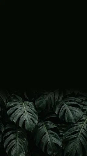 Wet Monstera Leaves on Black Background
