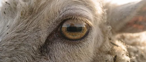 Macro Close-Up of Domestic Sheep Eye