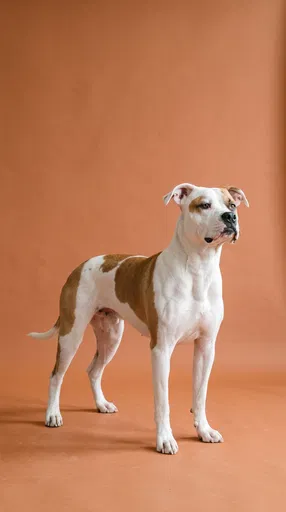White and Fawn American Bulldog Studio Portrait