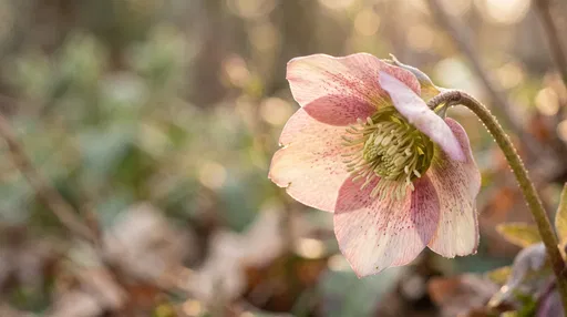 Close-Up of Sunlit Pink Hellebore Blossom