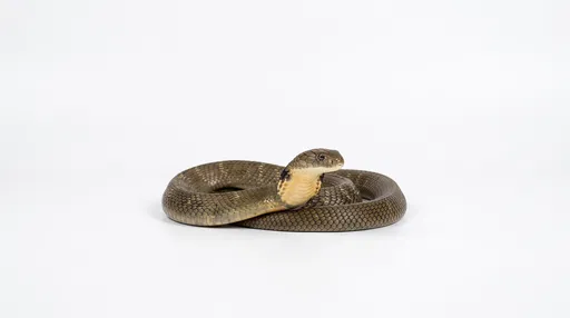 Coiled King Cobra on White Background