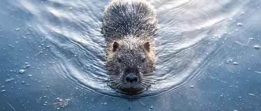 Nutria Swimming in Calm Blue Pond
