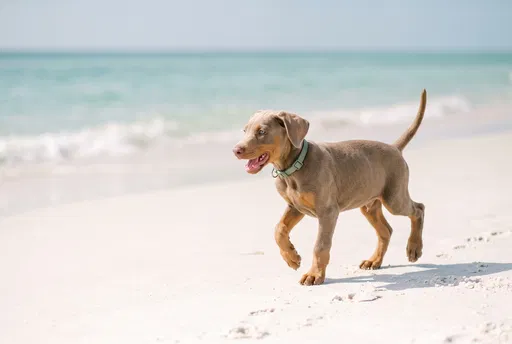 Fawn Doberman Puppy Walking on Beach