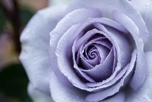 Dewy Lavender Rose Macro Close-Up