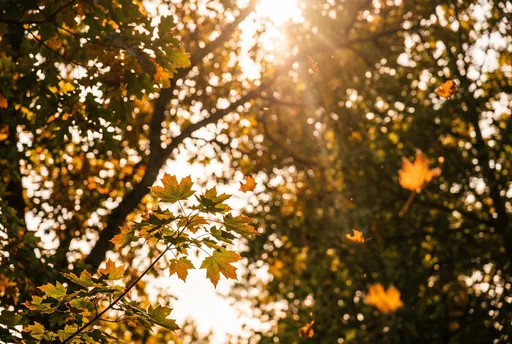 Backlit Maple Leaves in Golden Sunlight