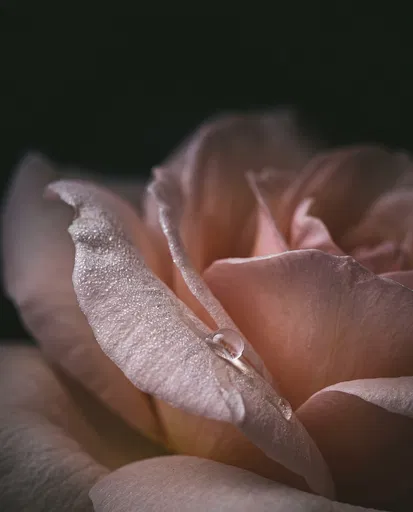 Macro Blush Rose With Water Droplet