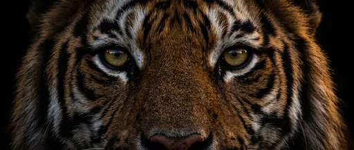 Close-Up Portrait of Bengal Tiger Eyes