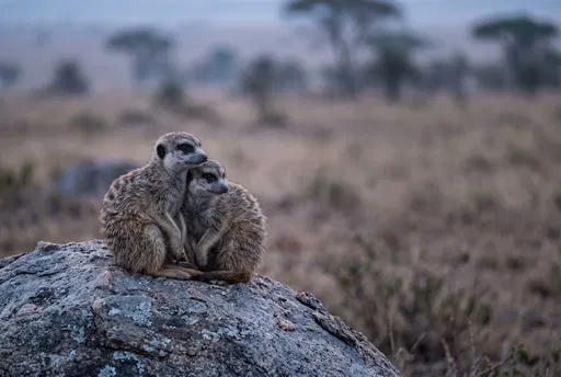 Two Meerkats Huddled on Rock at Dawn